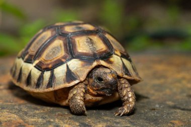 Close-up of a beautiful angulate tortoise (Chersina angulate) in the wild in the Western Cape, South Africa clipart