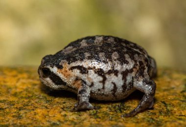 Tatlı bir Rose 'un yağmur kurbağası (Breviceps rosei), aynı zamanda Rose' un kısa başlı kurbağası veya kum yağmuru kurbağası olarak da bilinir.