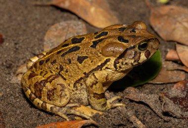 Güzel bir doğu leopar kurbağası (Sclerophrys pardalis), vahşi doğada, Batı Burnu, Güney Afrika