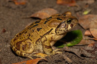 A beautiful eastern leopard toad (Sclerophrys pardalis), in the wild, in Western Cape, South Africa clipart