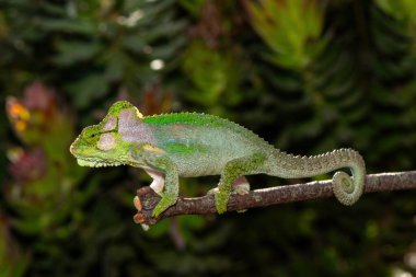 Şaşırtıcı güzellikte bir Knysna cüce bukalemunu (Bradypodion damaranum), vahşi doğada, Batı Burnu, Güney Afrika 'da