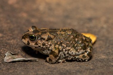 Karoo kurbağası (Vandijkophrynus gariepensis), kurbağa ya da dağ kurbağası olarak da bilinir.