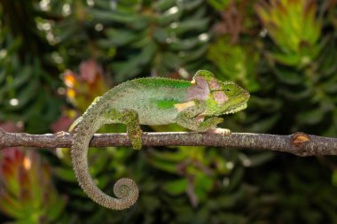 A stunningly beautiful Knysna dwarf chameleon (Bradypodion damaranum), in the wild, in the Western Cape, South Africa clipart