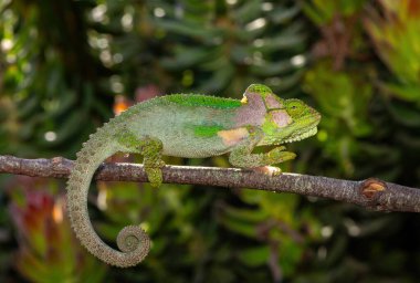 A stunningly beautiful Knysna dwarf chameleon (Bradypodion damaranum), in the wild, in the Western Cape, South Africa clipart