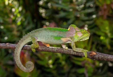 A stunningly beautiful Knysna dwarf chameleon (Bradypodion damaranum), in the wild, in the Western Cape, South Africa clipart