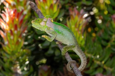 A stunningly beautiful Knysna dwarf chameleon (Bradypodion damaranum), in the wild, in the Western Cape, South Africa clipart