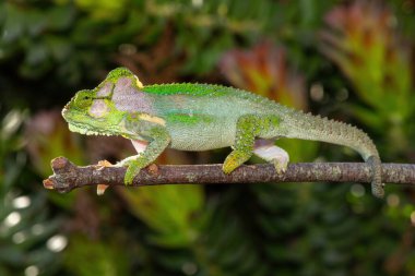 Şaşırtıcı güzellikte bir Knysna cüce bukalemunu (Bradypodion damaranum), vahşi doğada, Batı Burnu, Güney Afrika 'da