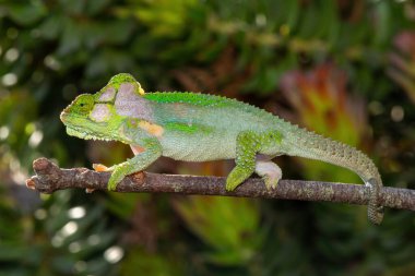 A stunningly beautiful Knysna dwarf chameleon (Bradypodion damaranum), in the wild, in the Western Cape, South Africa clipart