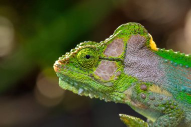Güzel bir Knysna cüce bukalemunu (Bradypodion damaranum), vahşi doğada, Güney Afrika 'da,
