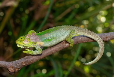 Şaşırtıcı güzellikte bir Knysna cüce bukalemunu (Bradypodion damaranum), vahşi doğada, Batı Burnu, Güney Afrika 'da