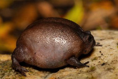 Close-up of a cute plain rain frog (Breviceps fuscus), also known as a black rain frog or Tsitsikamma rain frog clipart