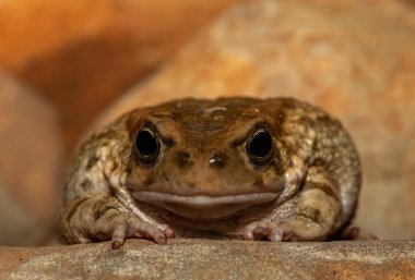 Gürültülü kurbağa (Sclerophrys capensis), aynı zamanda Rangers karakurbağası olarak da bilinir.