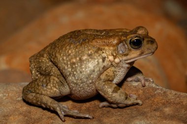 Gürültülü kurbağa (Sclerophrys capensis), aynı zamanda Rangers karakurbağası olarak da bilinir.