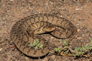 A defensive rhombic egg eater (Dasypeltis scabra), also known as a common egg eater, or egg-eating snake, in the wild clipart