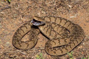 Bir savunma rombik yumurta yiyici (Dasypeltis scabra) ya da yumurta yiyen yılan olarak da bilinir.