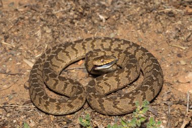 A defensive rhombic egg eater (Dasypeltis scabra), also known as a common egg eater, or egg-eating snake, in the wild clipart