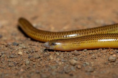 Vahşi doğada bacaksız güzel bir pelerin (Acontias meleagris) yakın plan