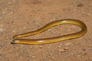 Vahşi doğada bacaksız güzel bir pelerin (Acontias meleagris) yakın plan