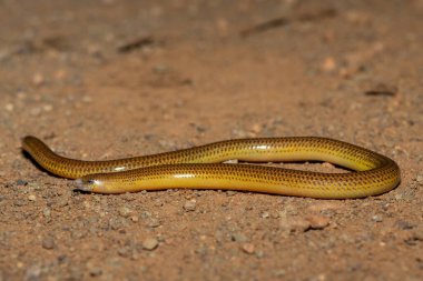 Vahşi doğada bacaksız güzel bir pelerin (Acontias meleagris) yakın plan
