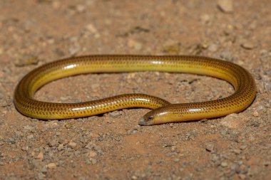 Close-up of a beautiful Cape legless skink (Acontias meleagris) in the wild clipart