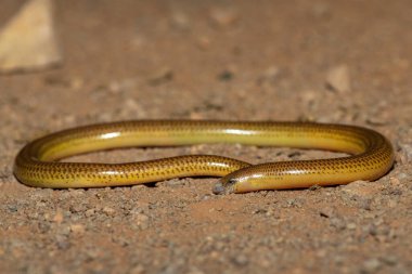 Vahşi doğada bacaksız güzel bir pelerin (Acontias meleagris) yakın plan