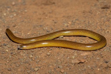 Vahşi doğada bacaksız güzel bir pelerin (Acontias meleagris) yakın plan