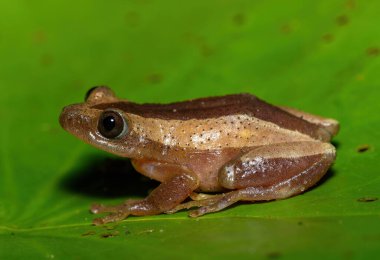 Daha büyük yaprak katlayan güzel bir kurbağa (Afrixalus fornasini), sık kıyı bitkilerinde Fornasini 'nin dikenli sazlık kurbağası veya muz kurbağası olarak da bilinir. 