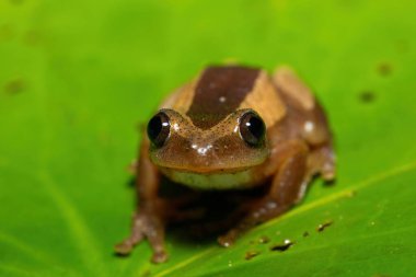 Daha büyük yaprak katlayan güzel bir kurbağa (Afrixalus fornasini), sık kıyı bitkilerinde Fornasini 'nin dikenli sazlık kurbağası veya muz kurbağası olarak da bilinir. 