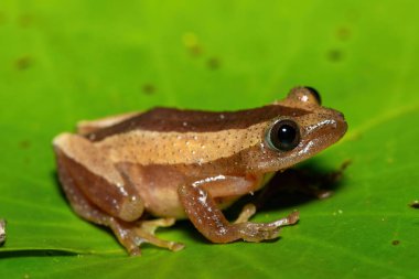 Daha büyük yaprak katlayan güzel bir kurbağa (Afrixalus fornasini), sık kıyı bitkilerinde Fornasini 'nin dikenli sazlık kurbağası veya muz kurbağası olarak da bilinir. 