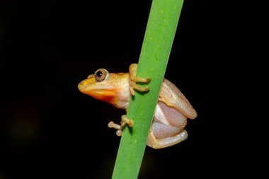 Daha büyük yaprak katlayan güzel bir kurbağa (Afrixalus fornasini), sık kıyı bitkilerinde Fornasini 'nin dikenli sazlık kurbağası veya muz kurbağası olarak da bilinir. 