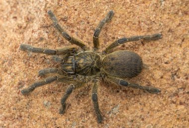 Güzel bir Highveld Babun Örümceği (Harpactira hamiltoni), kayalık bir çayır arazisinde bulunan Hamiltons Yıldız Patlaması Babun Örümceği olarak da bilinir.