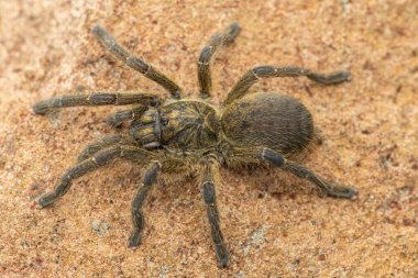Güzel bir Highveld Babun Örümceği (Harpactira hamiltoni), kayalık bir çayır arazisinde bulunan Hamiltons Yıldız Patlaması Babun Örümceği olarak da bilinir.