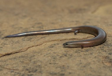 Vahşi doğada, KwaZulu-Natal, Güney Afrika 'da şirin bir Montan cüce tünel kazıcı maymun (Scelotes mirus)