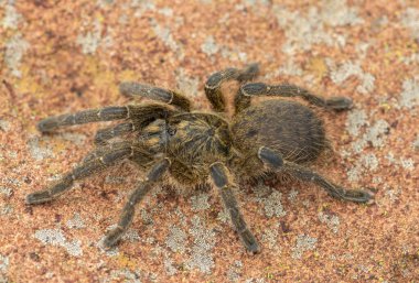 Güzel bir Highveld Babun Örümceği (Harpactira hamiltoni), kayalık bir çayır arazisinde bulunan Hamiltons Yıldız Patlaması Babun Örümceği olarak da bilinir.