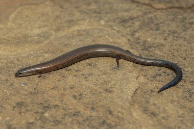 Vahşi doğada, KwaZulu-Natal, Güney Afrika 'da şirin bir Montan cüce tünel kazıcı maymun (Scelotes mirus)