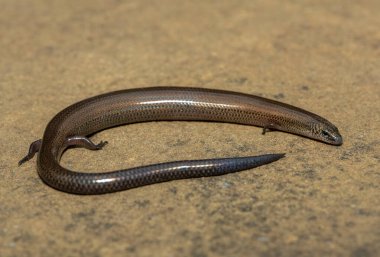 Vahşi doğada, KwaZulu-Natal, Güney Afrika 'da şirin bir Montan cüce tünel kazıcı maymun (Scelotes mirus)