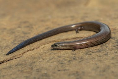 Vahşi doğada, KwaZulu-Natal, Güney Afrika 'da şirin bir Montan cüce tünel kazıcı maymun (Scelotes mirus)
