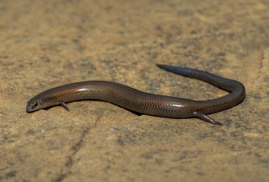 Vahşi doğada, KwaZulu-Natal, Güney Afrika 'da şirin bir Montan cüce tünel kazıcı maymun (Scelotes mirus)