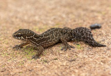 A cute Spotted Thick-toed Gecko (Pachydactylus maculatus) in the wild clipart