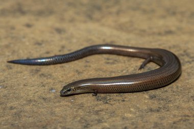 Vahşi doğada, KwaZulu-Natal, Güney Afrika 'da şirin bir Montan cüce tünel kazıcı maymun (Scelotes mirus)
