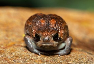 Vahşi doğada tatlı bir çalı yağmur kurbağası (Breviceps adspersus)