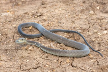 Sıcak bir yaz gününde çalılıklarda son derece zehirli bir kara mamba (Dendroaspis polylepis) bulunur.