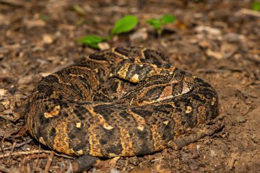 Vahşi doğada güçlü sitotoksik Puff Adder (Bitis arietans) 'ın güzel kamuflajı