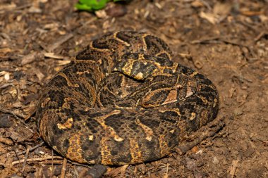 Vahşi doğada güçlü sitotoksik Puff Adder (Bitis arietans) 'ın güzel kamuflajı