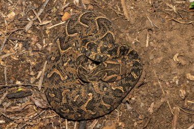 Vahşi doğada güçlü sitotoksik Puff Adder (Bitis arietans) 'ın güzel kamuflajı