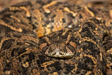 Vahşi doğada güçlü sitotoksik Puff Adder (Bitis arietans) 'ın güzel kamuflajı