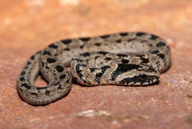 Vahşi doğada sevimli bir genç rombik gece engereği (Causus rhombeatus)