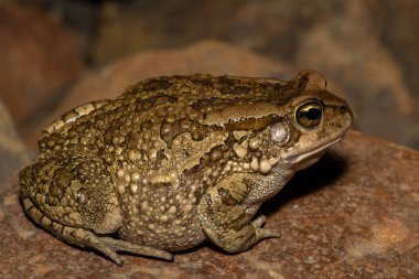 Büyük, gürültülü bir kurbağa (Sclerophrys capensis), aynı zamanda Rangers karakurbağası olarak da bilinir.