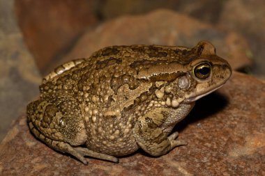 Büyük, gürültülü bir kurbağa (Sclerophrys capensis), aynı zamanda Rangers karakurbağası olarak da bilinir.