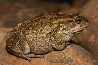 Büyük, gürültülü bir kurbağa (Sclerophrys capensis), aynı zamanda Rangers karakurbağası olarak da bilinir.